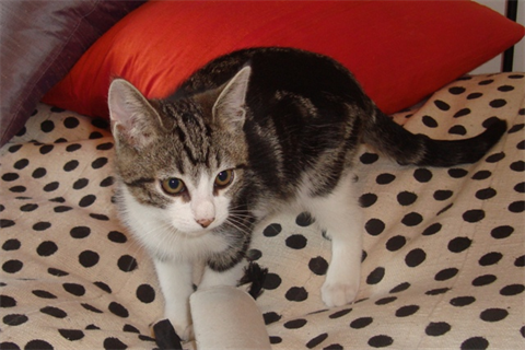 Diego bild 2