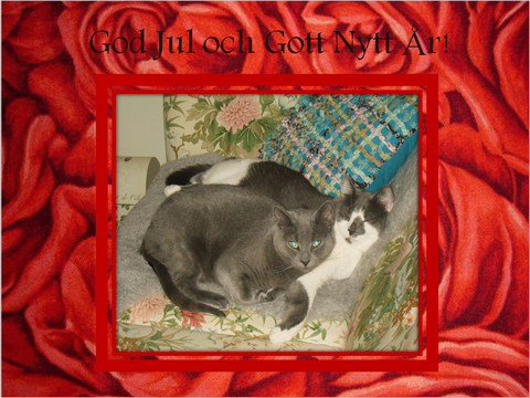 Indigo o Molly May dec 11