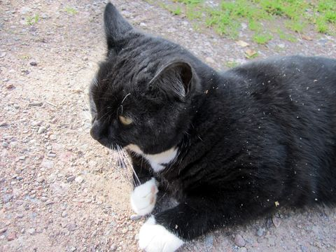 Curtis jul 2011