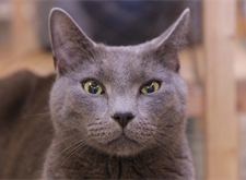 Filibert