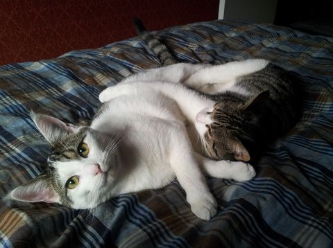 Gideon o Ralf jan 12