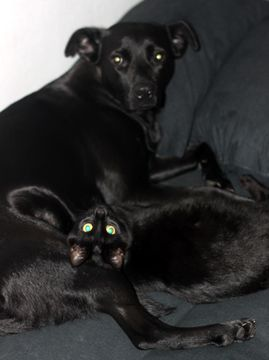 Salinas-Wafers jan 12-6