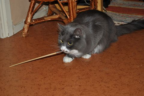 Inge feb 12-2