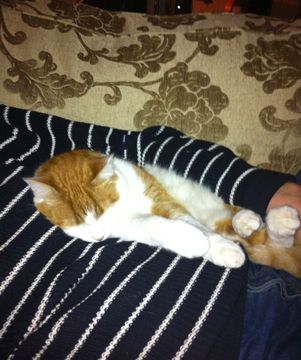 Lasse feb 12