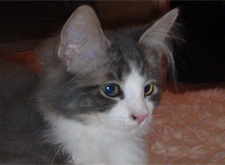 Carmencita 2
