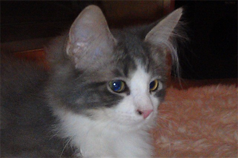 Carmencita 2