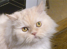 Cooper 1