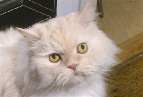 Cooper 1