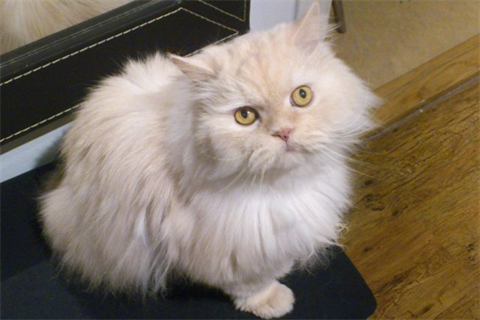 Cooper 4