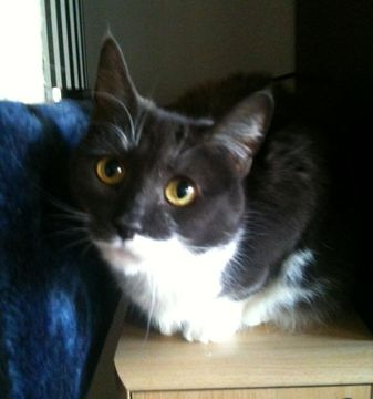 Flingan maj 12