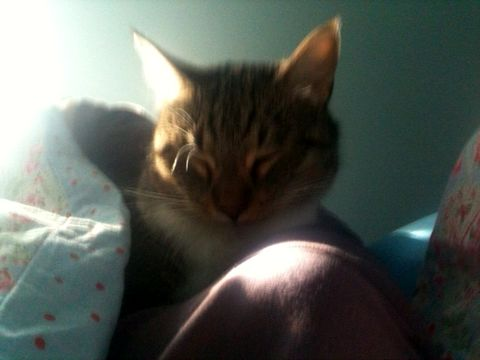 Callit maj 12