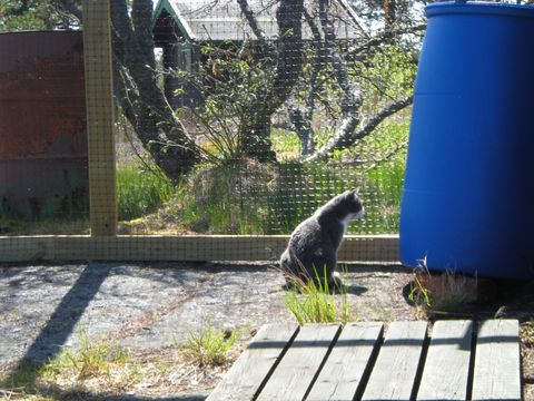 Bovar maj 12-2