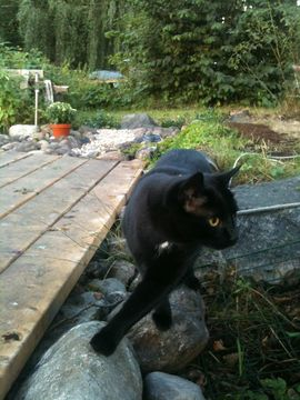 Gizmo o Ztripe aug 12