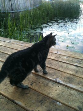 Gizmo o Ztripe aug 12-2