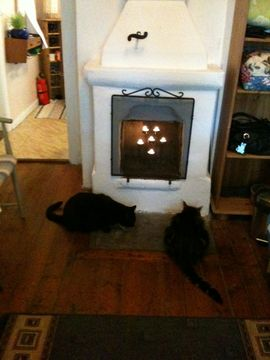 Gizmo o Ztripe aug 12-3