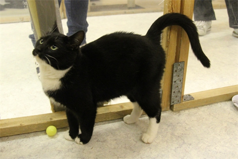 Miss Tuxedo