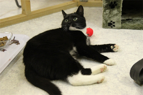 Miss Tuxedo