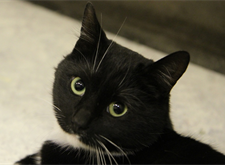 Miss Tuxedo