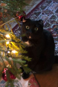 Mickan dec 12