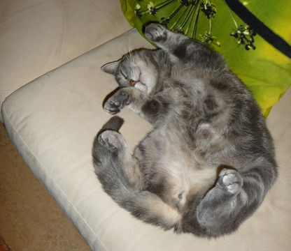 Mojje-Muffins dec 12-2