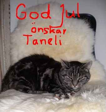 Taneli dec 12