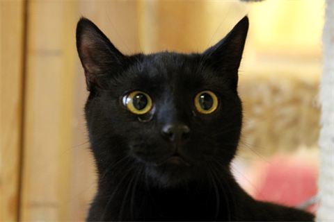 Panter (3)