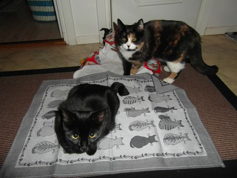 Cinna-Cindy feb 13-4