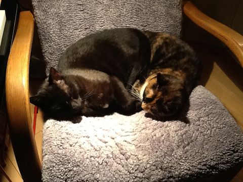 Sotis o Millie mar 13