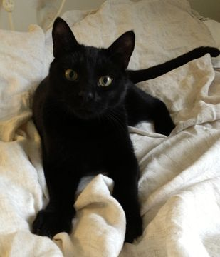 Panther apr 13