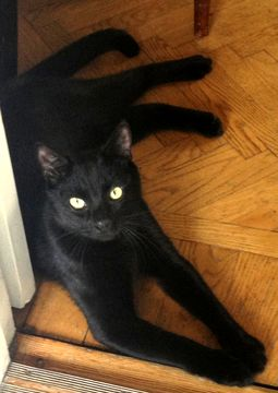 Panther apr 13-2