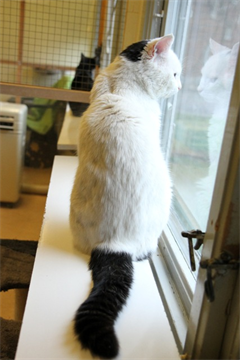 Scatcat (3)_red