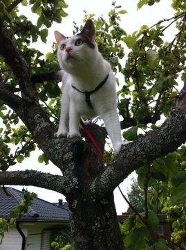 Max maj 13-2