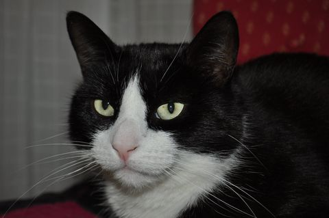 Harry-Shrek maj 13-2