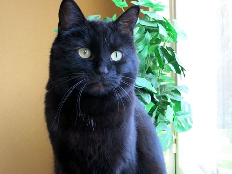 Ramona solkatt-1