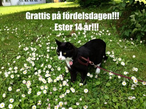 Esteraug 13-2
