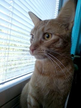 D'Artagnan aug 13