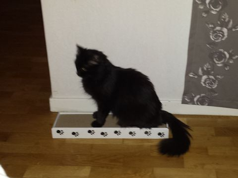 Troja okt 13