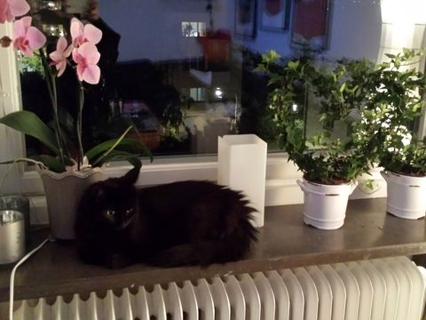 Troja okt 13-2