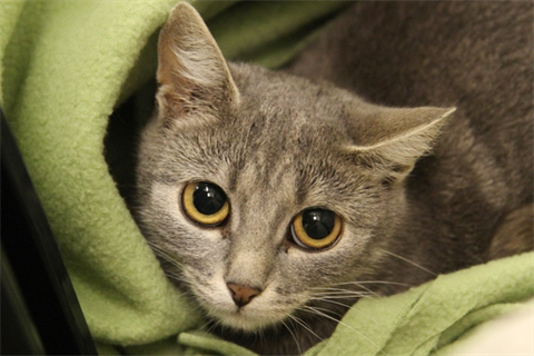 Chloe
