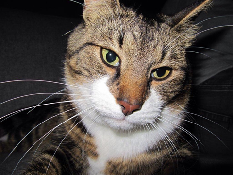 tigger