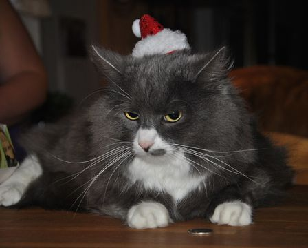 Inge dec 13