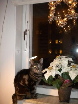 Taneli dec 13