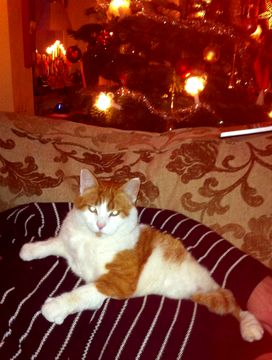 Lasse dec 13