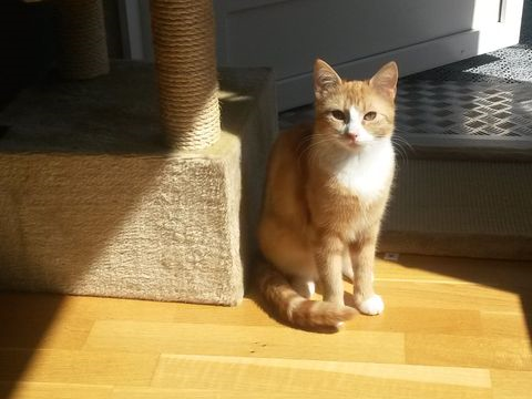 Goldie juli 14