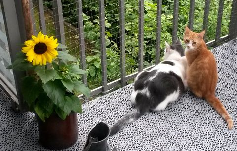 Goldie juli 14-3