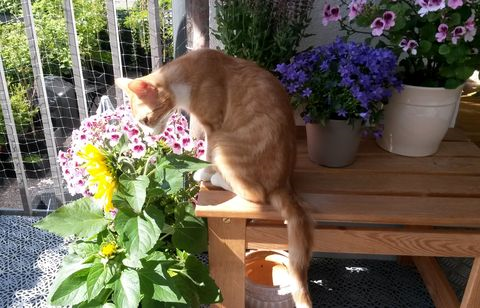 Goldie juli 14-4