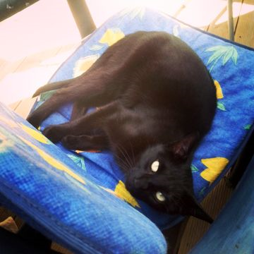 Soya juli 14-2