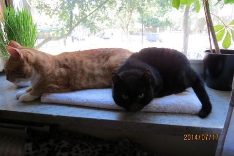 Constance-Armani juli 14