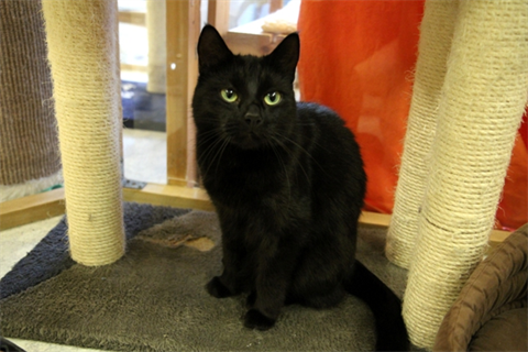 Zorro (3)_red