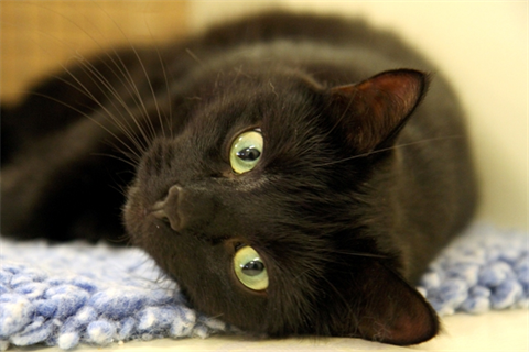 Zorro (2)